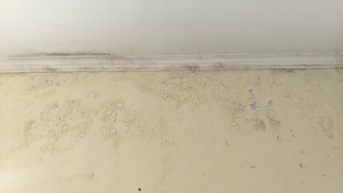 Can I Paint Over Wall With Mold?